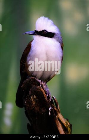 Un grimace blanc (Garrulax leucolophus) sur un bois Banque D'Images