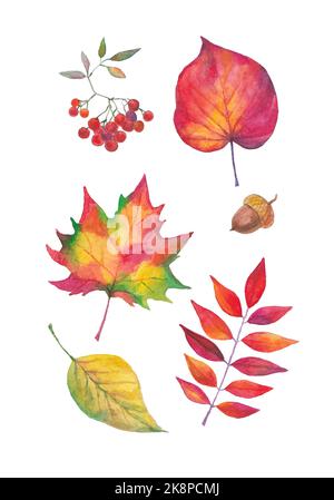 Set d'automne aquarelle peint à la main. Feuilles d'arbre d'automne aquarelle isolées. Érable à aquarelle, rowan, feuilles de bouleau, baie de rowan, corne sur fond blanc Banque D'Images