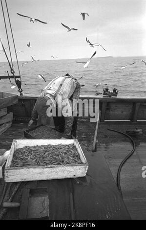 Oslofjord 19690531 sur REK après crevettes. Sur la pêche à la crevette avec le bateau aigle de mer. L'équipage est de deux hommes. Le skipper Reidar Hauge Pedersen et son fils Egil. Vous prenez ce que vous avez et regardez pour obtenir le signe du blé, ou dans ce cas le méduse de la crevette. Photo: Aage Storløkken / actuel / NTB Banque D'Images