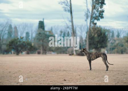 Un lévrier espagnol, Galgo espanol capturé dans son habitat naturel Banque D'Images