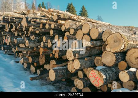 Un grand tas de troncs de peuplier faux-tremble coupés d'arbres dans la neige avec des arbres dans le fond contre un ciel bleu Banque D'Images