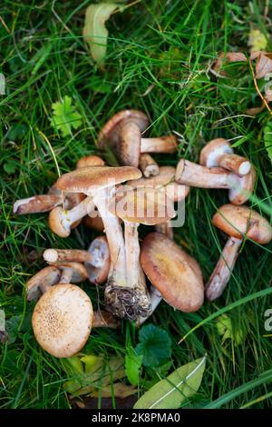 Beaucoup de champignons boletus de différentes tailles sur un pré vert dans la forêt. Écotourisme dans une belle forêt. Champignons avec de belles casquettes. Banque D'Images