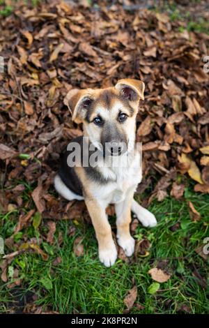 Un petit chien sans abri très beau regarde droit devant, se tient sur une feuille d'automne tombée sèche et regarde directement dans l'appareil photo. Banque D'Images