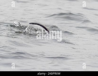 Une Otter européenne, Lutra lutra plongée dans le lac Windermere, Ambleside, Lake District, Royaume-Uni. Banque D'Images