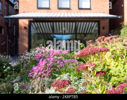 Jardin de banlieue écologique avec fleurs de sedum roses dans un jardin de rochers. Photographié à Pinner, dans le nord-ouest de Londres, au cours d'une journée lumineuse en automne. Banque D'Images