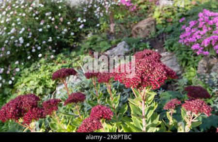 Jardin de banlieue écologique avec fleurs de sedum roses dans un jardin de rochers. Photographié à Pinner, dans le nord-ouest de Londres, au cours d'une journée lumineuse en automne. Banque D'Images