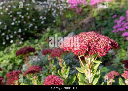 Jardin de banlieue écologique avec fleurs de sedum roses dans un jardin de rochers. Photographié à Pinner, dans le nord-ouest de Londres, au cours d'une journée lumineuse en automne. Banque D'Images