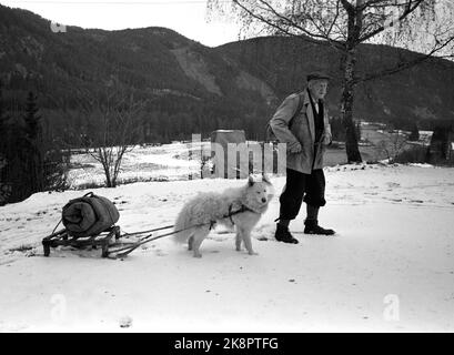 Hølera, Bagn à Valdres 197211. Auteur Mikkjel Fønhus sur le chemin jusqu'à la montagne. Le Samo Samo dessine le traîneau avec l'ancien sac de couchage de peaux de rennes. Fønhus a écrit 40 livres sur les animaux et sur le piégeage de la vie dans des régions sauvages proches et éloignées. Photo Ivar Aaserud / courant / NTB Banque D'Images