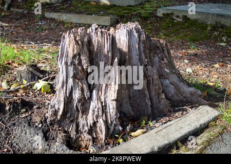 Bosse d'arbre abîmé dans le cimetière Banque D'Images