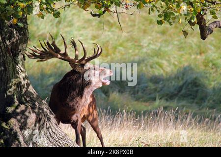 Cerf-volant Stag Roaring dans la forêt pendant la saison de rutting. Cervus elaphus. Banque D'Images