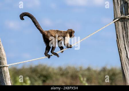 Capucins à ventre doré / capucins à poitrine jaune / capucins à tête de chamois (Sapajus xanthosternos), équilibre de singe sur corde dans le zoo / jardin zoologique Banque D'Images