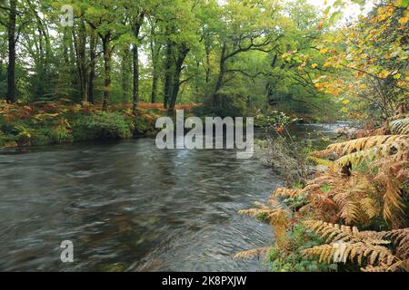 River Dart à Holne Woods, Dartmoor, dans le Devon, England, UK Banque D'Images