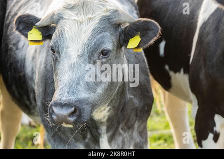 gros plan de la jeune vache de bœuf Banque D'Images