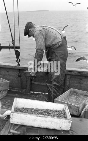 Oslofjord 19690531 sur REK après crevettes. Sur la pêche à la crevette avec le bateau aigle de mer. L'équipage est de deux hommes. Le skipper Reidar Hauge Pedersen et son fils Egil. Vous prenez ce que vous avez et regardez pour obtenir le signe du blé, ou dans ce cas le méduse de la crevette. Photo: Aage Storløkken / actuel / NTB Banque D'Images