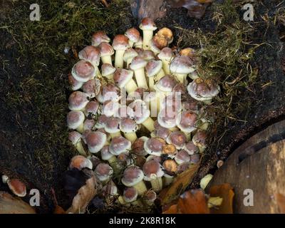 Champignons tuft de soufre, nichés dans une vieille bûche. Alias Hypholoma fasciculare. Banque D'Images