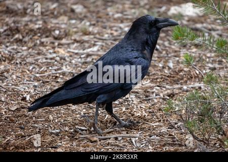 Un Carrion Crow traversant le fond de la forêt, à la recherche de nourriture, photo prise en Californie, aux États-Unis Banque D'Images