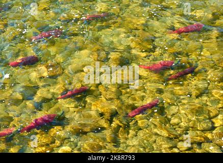 École de frai saumon rouge. Saumon rouge nageant sur la rivière Adams pour frayer. Colombie-Britannique, Canada. Banque D'Images