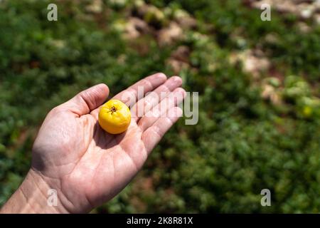 Très beau fruit frais de Cagaita, Eugenia dysenterica, à la main de fermier. Fruit jaune exotique riche en vitamines, flavonoïdes, antioxydants, minéraux Banque D'Images