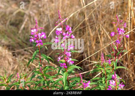 Un gros plan de fleurs d'herbe à feu rose délicates (Chamaenerion angustifolium) sur le fond flou Banque D'Images