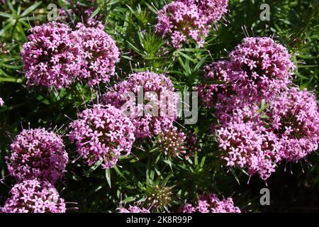 Têtes de fleurs de l'armoise caucasienne (Phuopsis stylosa) Banque D'Images