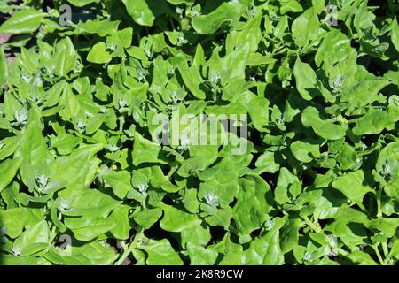 Épinards de Nouvelle-Zélande (Tetragonia tétragonioides) dans le jardin de cuisine. Banque D'Images