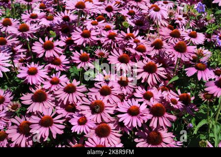 Fleur pourpre (Echinacea purpurea 'Pagnus') dans le jardin. Banque D'Images