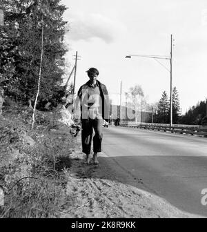 L'art de la marche, en 1956. Norvège, le printemps 1956. Le célèbre acteur suédois Per Oscarsson (1927-2010) a décidé de marcher de Göteborg à Oslo et de nourrir ce que la nature avait à offrir. L'acteur pensait que la vie était malsaine et voulait revenir à la nature. "Je suis juste un être humain qui va découvrir des secrets de la nature qui devraient être clairs pour nous .." Photo: Aage Storløkken / actuel / NTB Banque D'Images