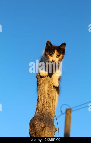 Photo verticale d'un chat grimpant sur un poteau en bois dans un ciel bleu Banque D'Images