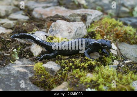 Gros plan naturel sur la salamandre alpine toute noire, Salamandra atra des Alpes suisses omettant une substance laiteuse Banque D'Images