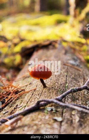 Un champignon brun qui pousse à partir d'une branche d'arbre dans la forêt Banque D'Images