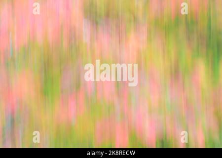Motif abstrait de couleurs pastel créé par le mouvement sur les feuilles d'automne montrant des lignes verticales dans la scène naturelle colorée et douce Banque D'Images