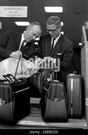 Oslo 19680503 les chiens de drogue suédois démontrent leurs compétences de manière convaincante lors d'une conférence de presse à Fornebu. En quelques secondes, ils trouvent des drogues dans les bagages. De v. Thor Hallstrøm de l'école de chiens de l'armée avec le chien du labrador 'Buck' et secrétaire du club de chenil norvégien Bjønnes-Jacobsen. Photo: NTB / NTB Banque D'Images