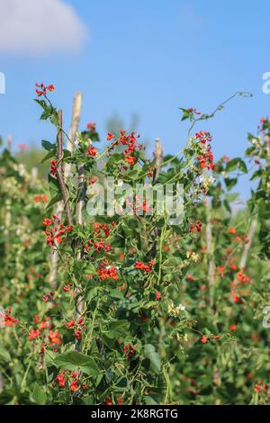 Fleurs rouges du haricot écarlate (nom latin : Phaseolus coccineus) dans le jardin du Monténégro Banque D'Images