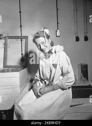 Oslo 19551015 - visite du département norvégien de recherche sur le cancer de l'Hydro. L'institut est lié à l'hôpital Radium. Les chercheurs de l'institut utilisent des animaux comme objets d'essai, en particulier des souris et des rats, mais aussi des lapins. L'animal expérimental est fourni par la propre stable animale de l'institut. Les souris et les rats sont les dons des femmes et ici ils rampent autour d'une des femmes. Recherche. Photo: Sverre A. Børretzen / actuel / NTB Banque D'Images