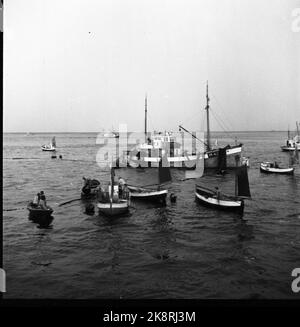 Henningsvær 1951. Pêche Lofot. 5000 bateaux de pêche. Le poisson coule dans la note. Les pêcheurs affluent pour prendre des poissons lavés au-dessus du liège. Ils ont le droit de prendre le poisson qui vient en dehors de la note. Photo: Sverre A. Børretzen / actuel / NTB Banque D'Images