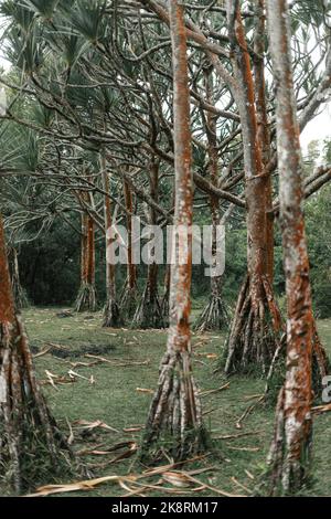 Plan vertical d'une forêt commune de pins à vis (Pandanus utilis), arbres à racines multiples Banque D'Images