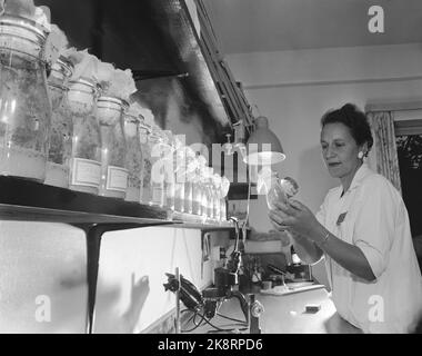 Oslo 19551015 - visite du département norvégien de recherche sur le cancer de l'Hydro. L'institut est lié à l'hôpital Radium. Mme Jeanne Mossige est la chercheuse en hérédité de l'Institut. Ses objets expérimentaux sont des mouches de banane stockées sur les bouteilles tv Recherche. Photo: Sverre A. Børretzen / actuel / NTB Banque D'Images