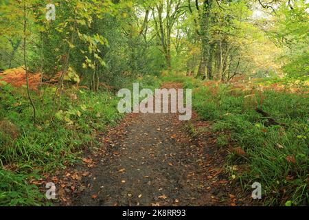 Chemin boisé de Holne Woods, Dartmoor, Devon, Angleterre Royaume-Uni Banque D'Images