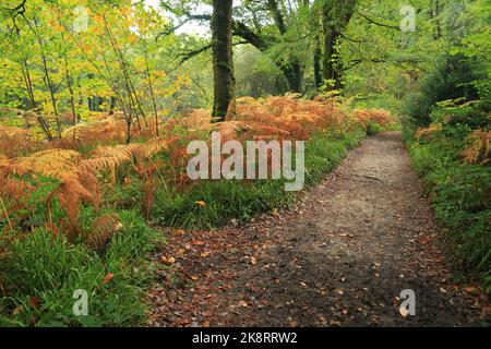 Chemin boisé de Holne Woods, Dartmoor, Devon, Angleterre Royaume-Uni Banque D'Images