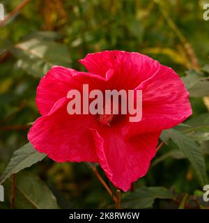 Gros plan d'une grande fleur rouge de la plante herbacée vivace de jardin Hibiscus moscheutos Planet Griotte Tangri. Banque D'Images