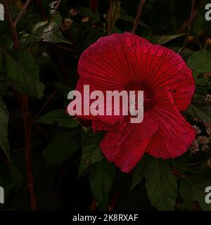 Illustration d'une grande fleur rouge de la plante herbacée vivace de jardin Hibiscus moscheutos Planet Griotte Tangri. Banque D'Images