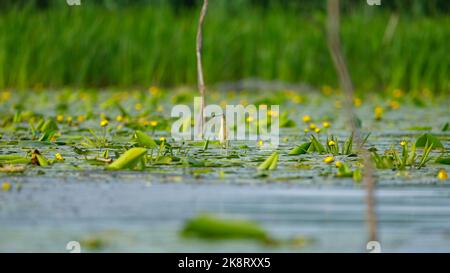 Les marécages du delta du Danube en Roumanie Banque D'Images