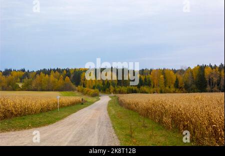 Automne nature forestière. Paysage de la nature avec un champ de maïs le long de la route et une forêt hors foyer. Paysage flou Banque D'Images