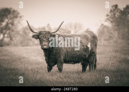Un cliché en échelle de gris de bovins des Highlands déchiqueteux dans le champ Banque D'Images