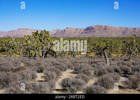 Un beau paysage d'arbres de Josué et de rochers en arrière-plan sous un ciel bleu. Banque D'Images