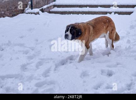 saint bernard chien isolé marchant dans la neige à Mendoza en Argentine. Copier l'espace Banque D'Images
