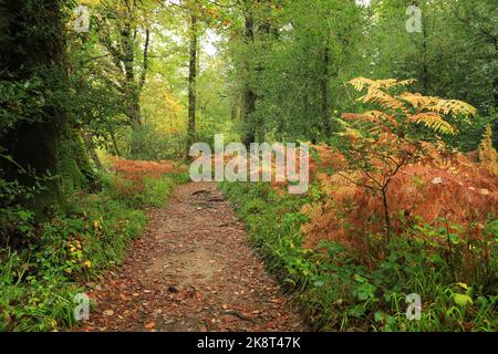 Chemin boisé de Holne Woods, Dartmoor, Devon, Angleterre Royaume-Uni Banque D'Images