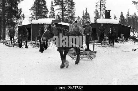 Femunden 17 février 1973. La gestion de la forêt de Femund à Engerdal est le seul public de Norvège qui a conservé les opérations de chevaux dans la forêt. Ici, cheval et traîneau. Les bûcherons préfèrent le cheval devant le tracteur. Le cheval ne détruit pas que beaucoup dans les bois, disent-ils. Photo: Aage Storløkken / actuel / NTB Banque D'Images