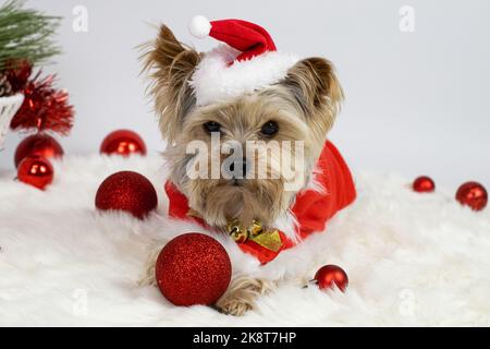 Un chien vêtu d'un costume du père noël repose sur un tapis doux, regarde l'appareil photo. Banque D'Images