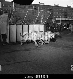 Oslo 1954 - « Parade d'automne » à Bislett. Organisé par l'Association norvégienne des acteurs et le Club des journalistes sportifs. Cinq matchs humoristiques. Course en crabe. Greyhound. Niveaux de gris. Photo: Actuel / NTB Banque D'Images
